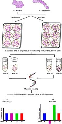 Co-culturing with Streptococcus anginosus alters Staphylococcus aureus transcriptome when exposed to tonsillar cells